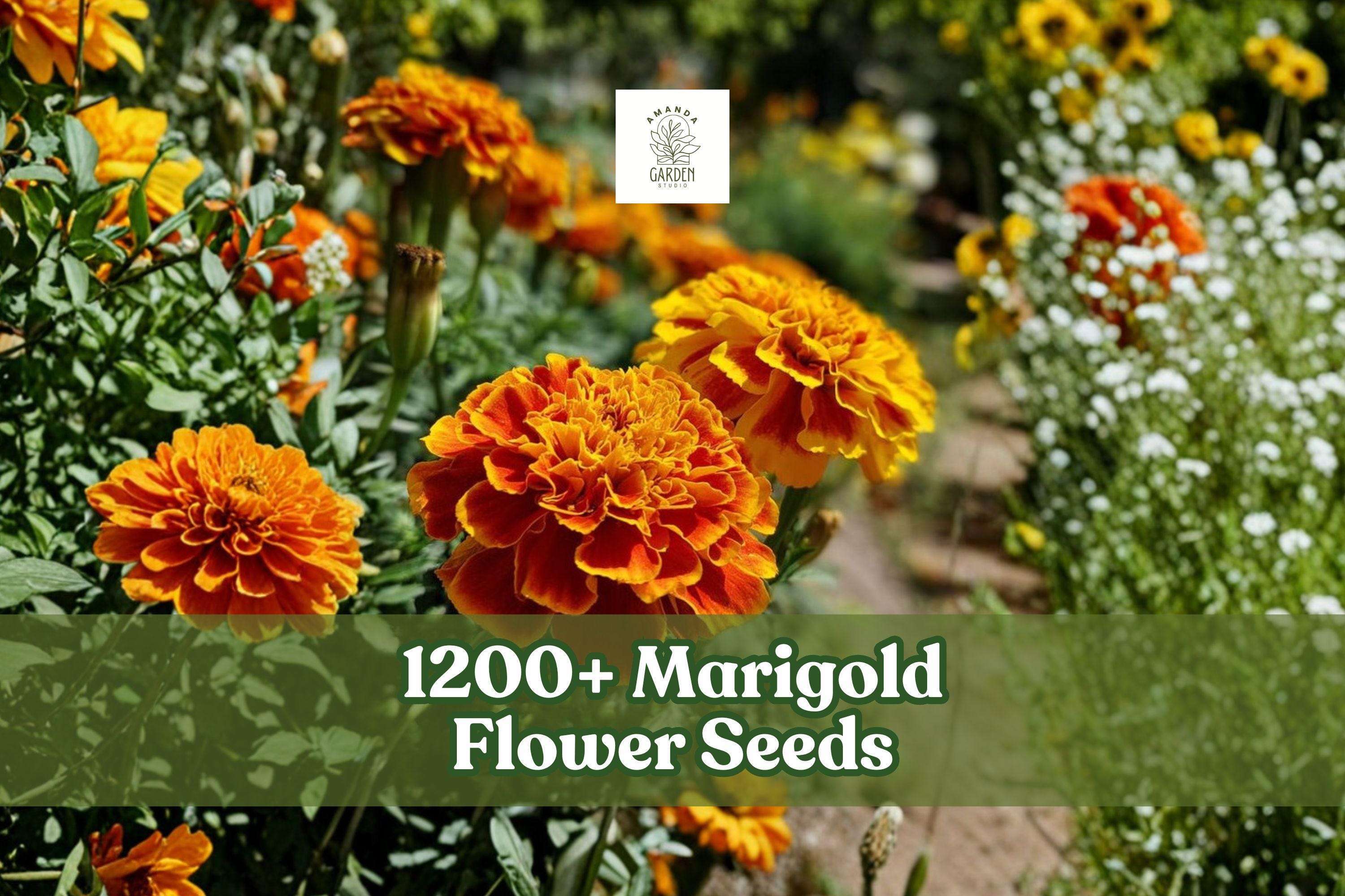 Marigold Flower Seeds, Multicolor, Annual Garden Blooms, Tagetes spp., 1200+ Seeds for Garden Beds, Borders & Containers
