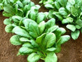 Komatsuna Seeds – Asian Greens, Mustard Spinach, Tendergreen, 500 Seeds for Salad, Stir-Fry, and Soup