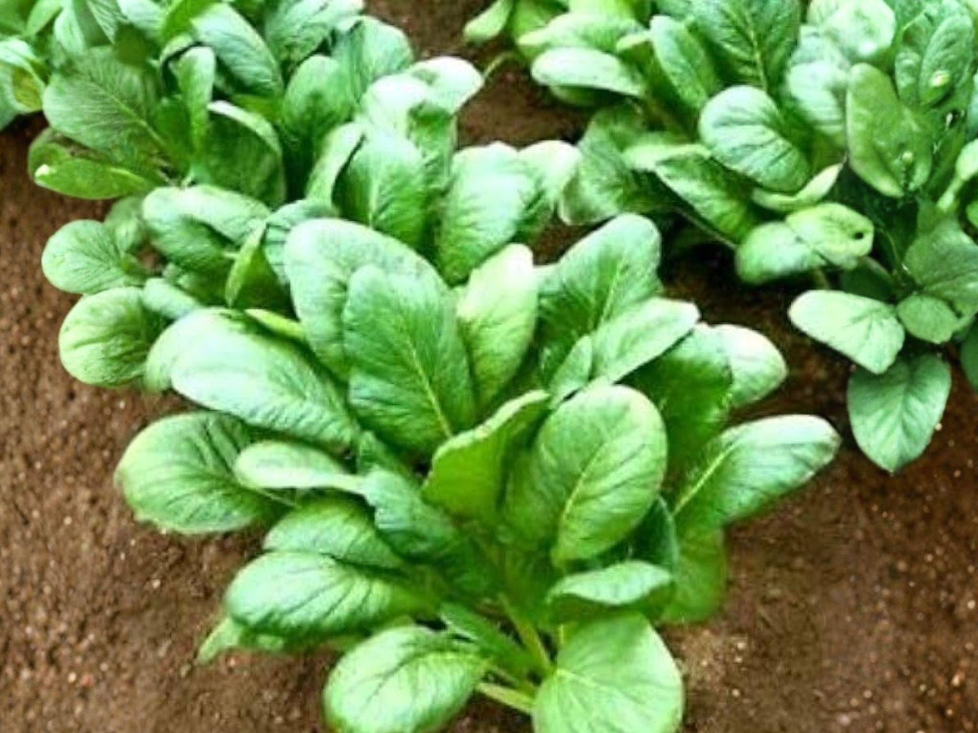 Komatsuna Seeds – Asian Greens, Mustard Spinach, Tendergreen, 500 Seeds for Salad, Stir-Fry, and Soup