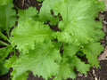 Southern Giant Curled Mustard Seeds – Heirloom Greens, 500 Seeds, Leaf Vegetable, Spicy Flavor, Fast-Growing, Cool-Season