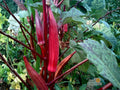 Red Burgundy Okra Seeds - Heirloom Vegetable, High Yield, Garden & Container Growing, Deep Red Pods, Warm-Season Crop