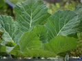 Vates Collard Seeds | Heirloom Cold Hardy Greens | Compact Annual Plant | Blue-Green Leaves | 500 Seeds