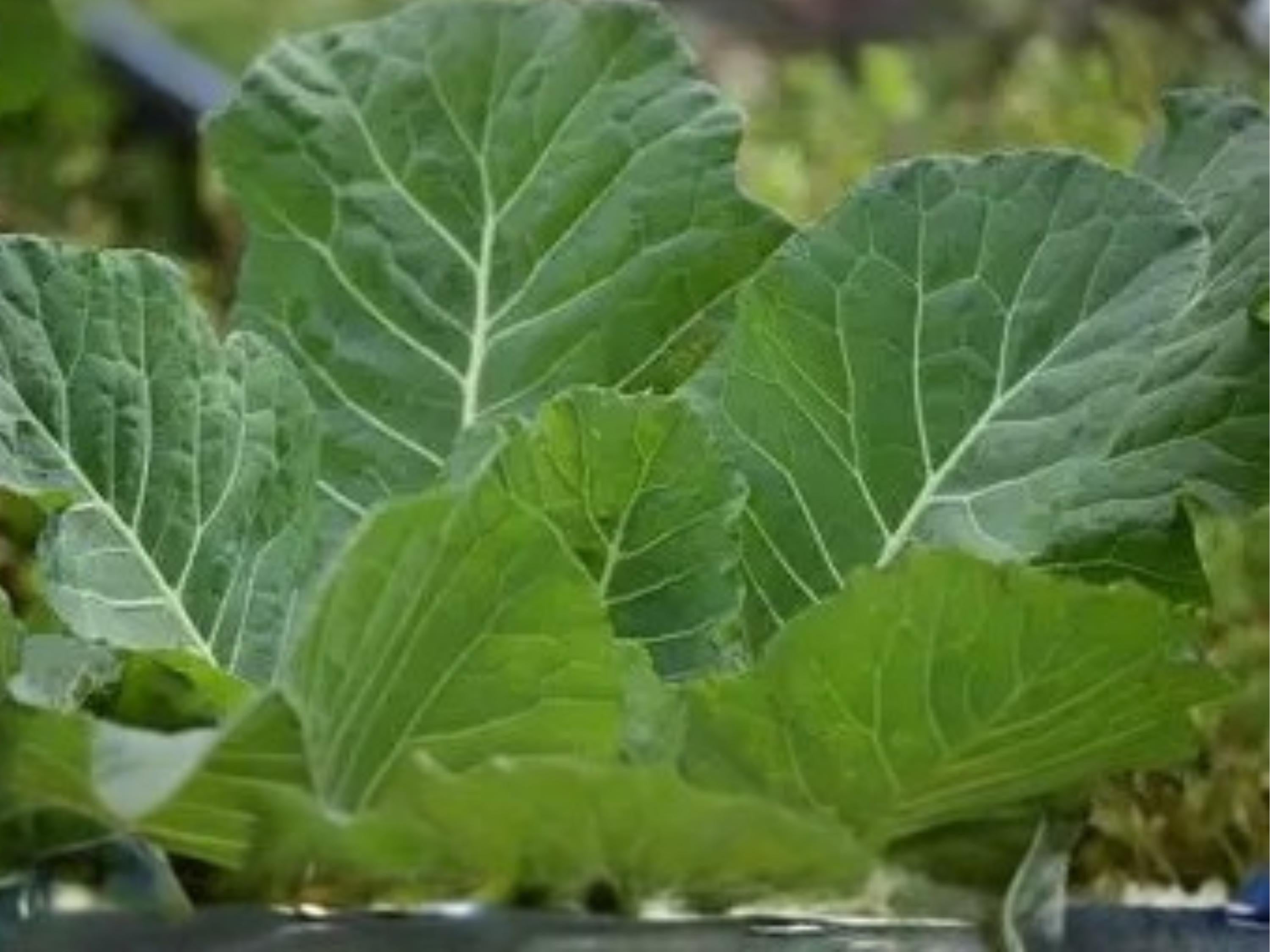 Vates Collard Seeds | Heirloom Cold Hardy Greens | Compact Annual Plant | Blue-Green Leaves | 500 Seeds
