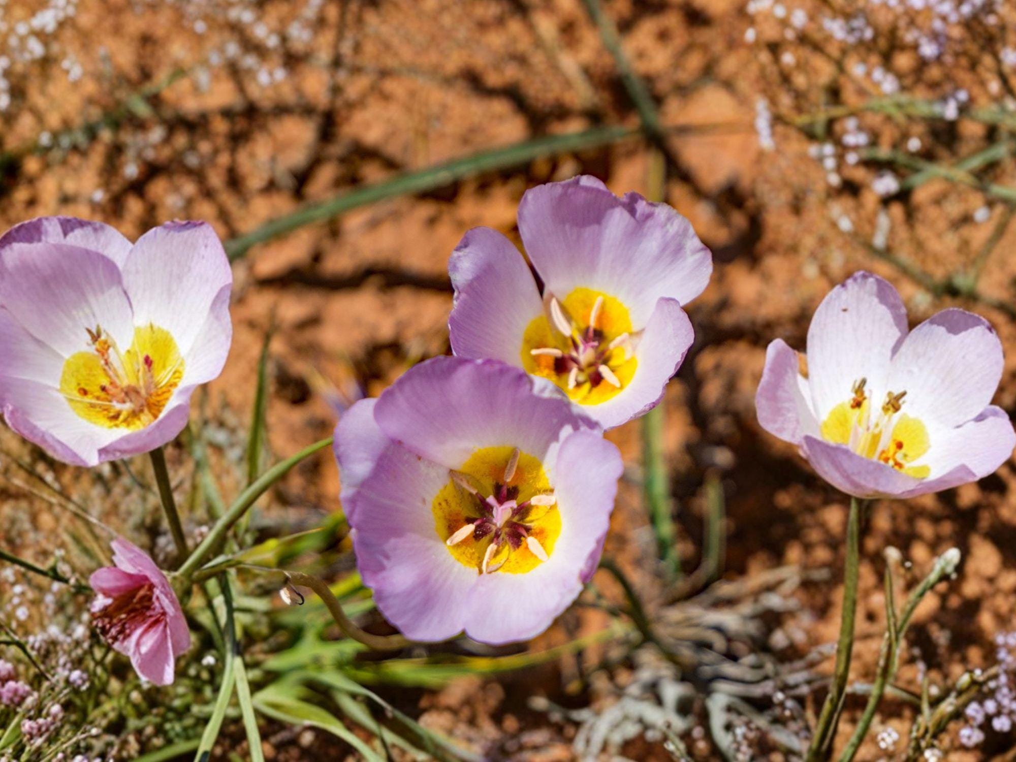 Calochortus flexuosus Winding Mariposa Lily Seeds – Native Perennial Woodland Wildflower, Pale Lavender to Pink