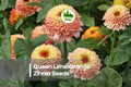 100+ Queen Lime Orange Zinnia Seeds - Bright Coral-Orange & Lime Blooms, Easy to Grow, Annual Flower for Borders & Cut Flowers, Zinnia elegans