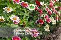 Profusion Cherry Bicolor Zinnia Seeds – Bright Red-Pink Bicolor, Compact Annual Flower, Zinnia × hybrida for Borders & Containers