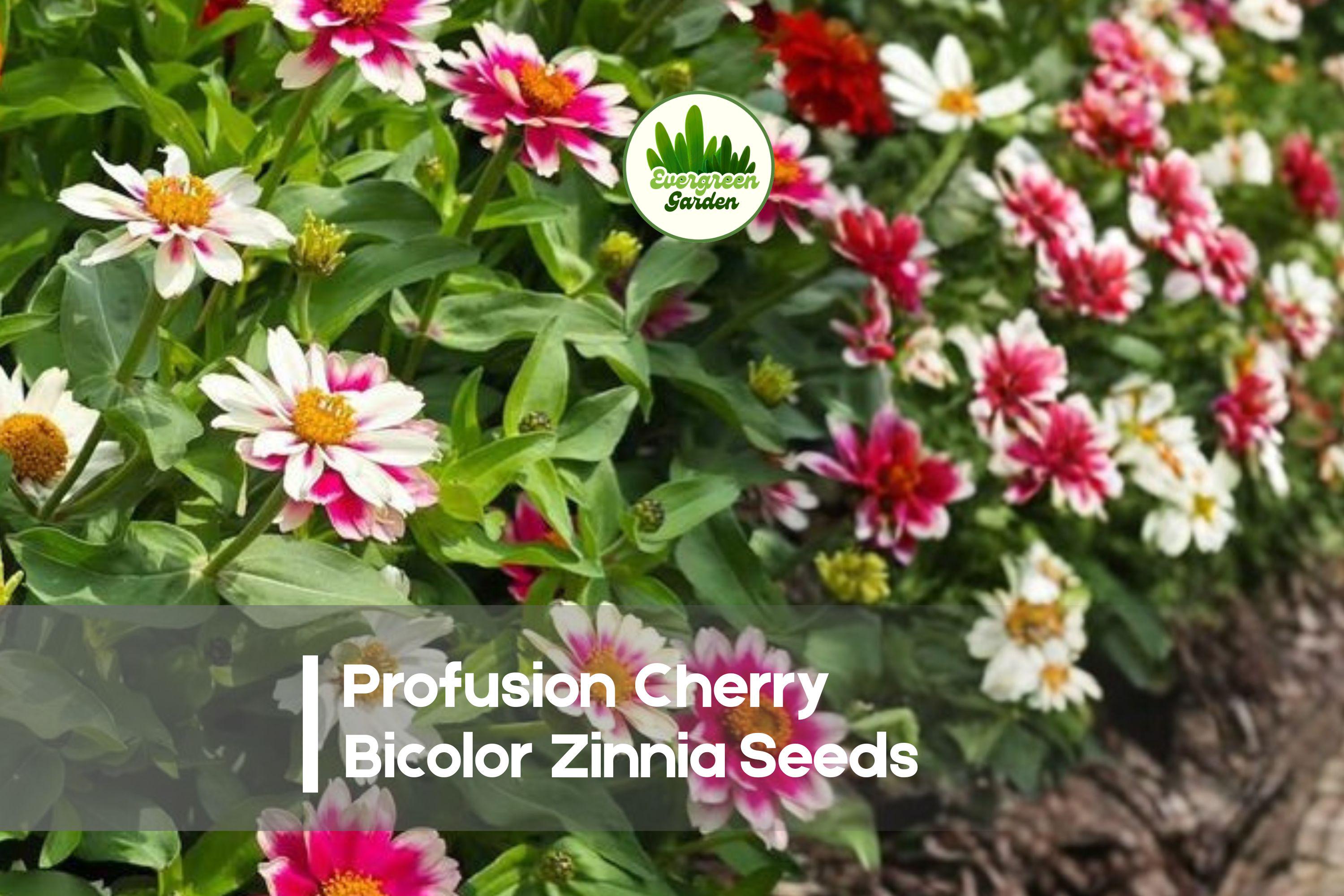 Profusion Cherry Bicolor Zinnia Seeds – Bright Red-Pink Bicolor, Compact Annual Flower, Zinnia × hybrida for Borders & Containers