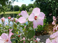 Hibiscus moscheutos Swamp Rose Mallow Seeds – Native Perennial Flower for Wet Gardens, Attracts Pollinators, 30 Seeds