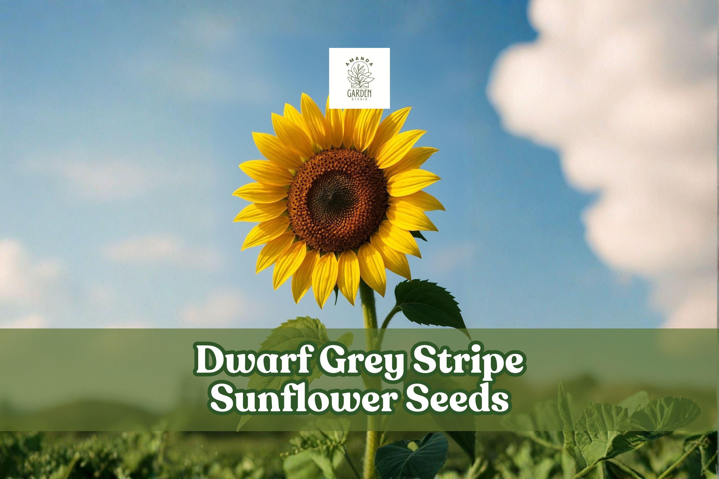 Dwarf Grey Stripe Sunflower Seeds – Compact Helianthus annuus for Gardens, Containers, Borders, 50 Pack