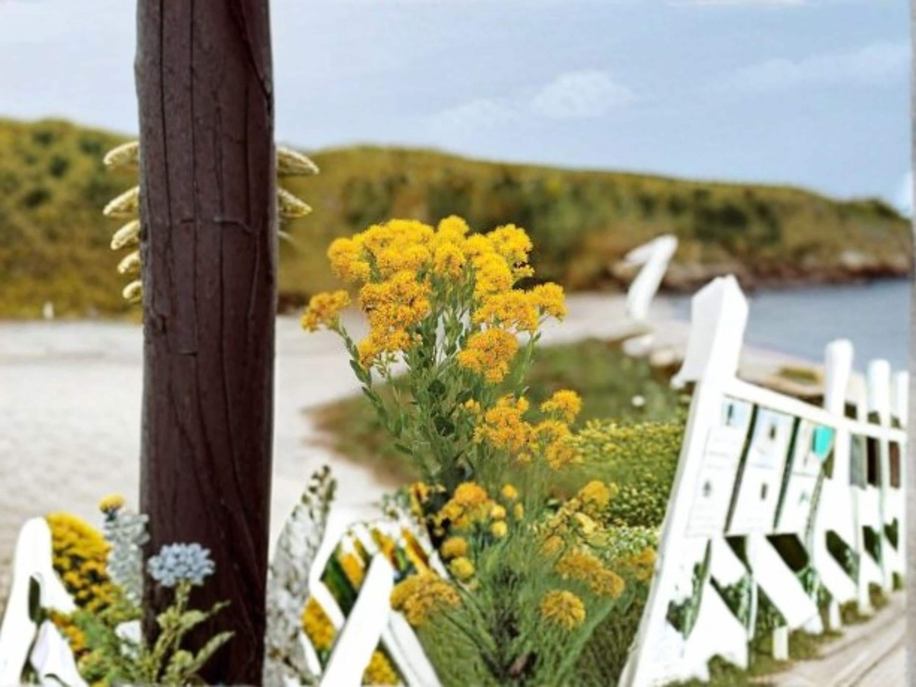 Oligoneuron Rigidum Stiff Goldenrod Seeds – Native Prairie Wildflower for Pollinator Gardens, Drought-Tolerant Perennial Plant