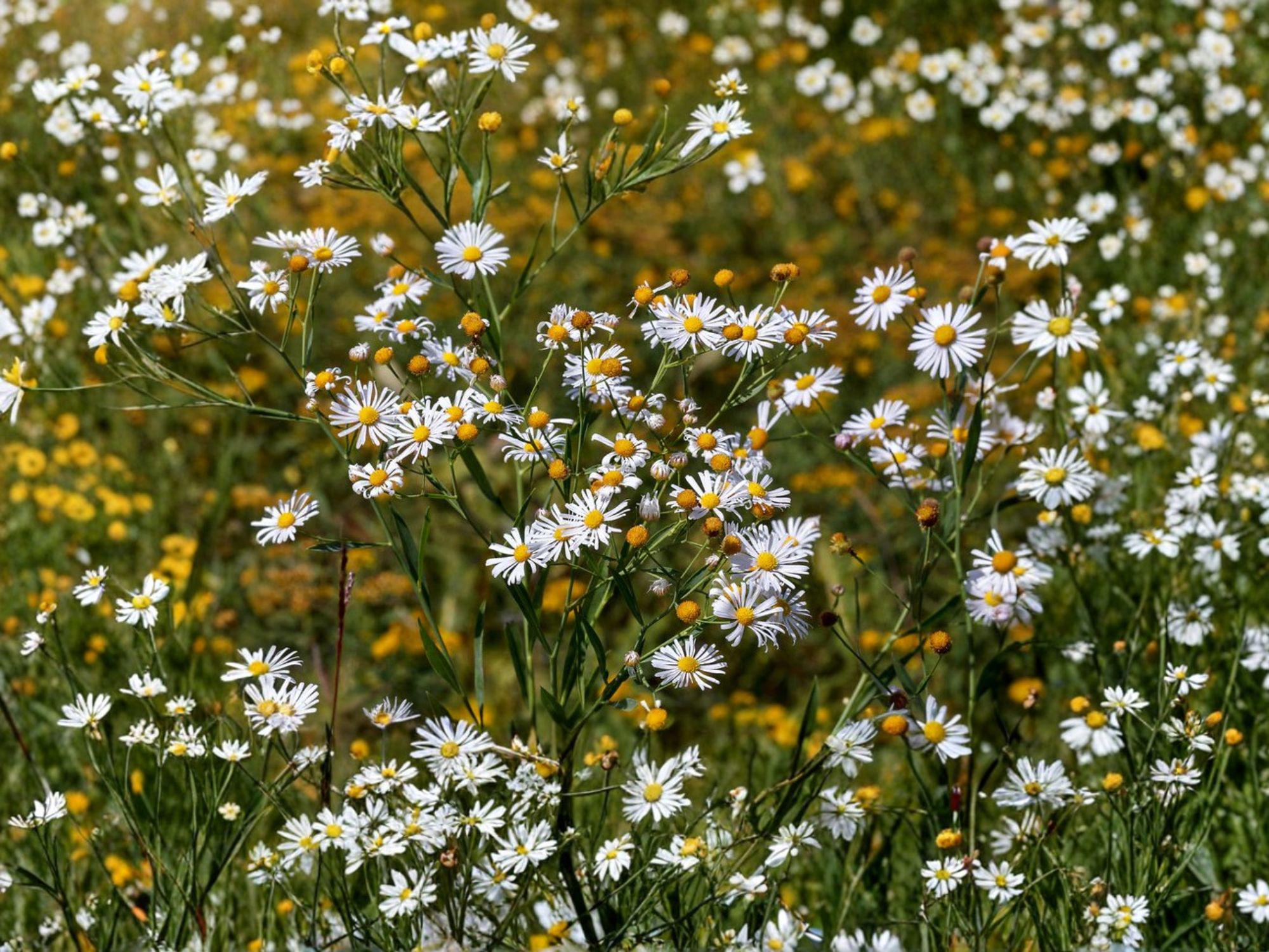 False Aster Seeds | Native Perennial Wildflower for Pollinator Gardens | Boltonia asteroides | 500 Seeds