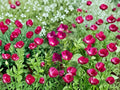 Purple Poppy Mallow Seeds – Native North American Groundcover Wildflower, Drought-Tolerant, Magenta Blooms, Callirhoe involucrata, 10 Seeds