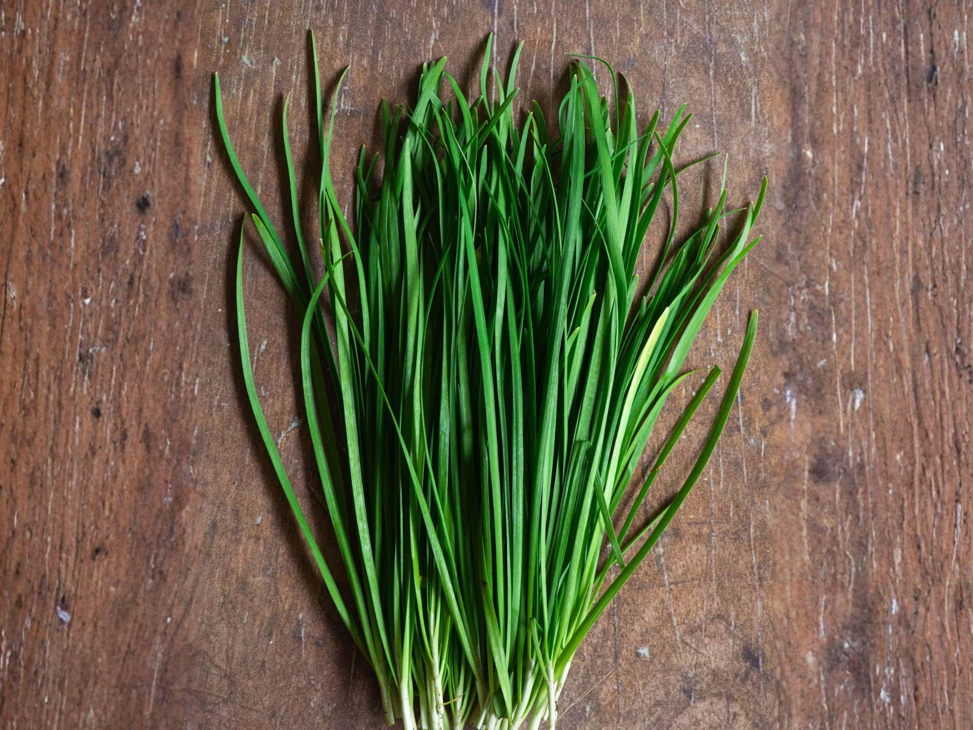 Garlic Chives Seeds – 100 Allium tuberosum Culinary Herb for Garden, Pots, and Containers