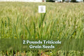 2 Pounds Triticale Grain Seeds for Cover Crops and Garden Planting – × Triticosecale Cereal Grain