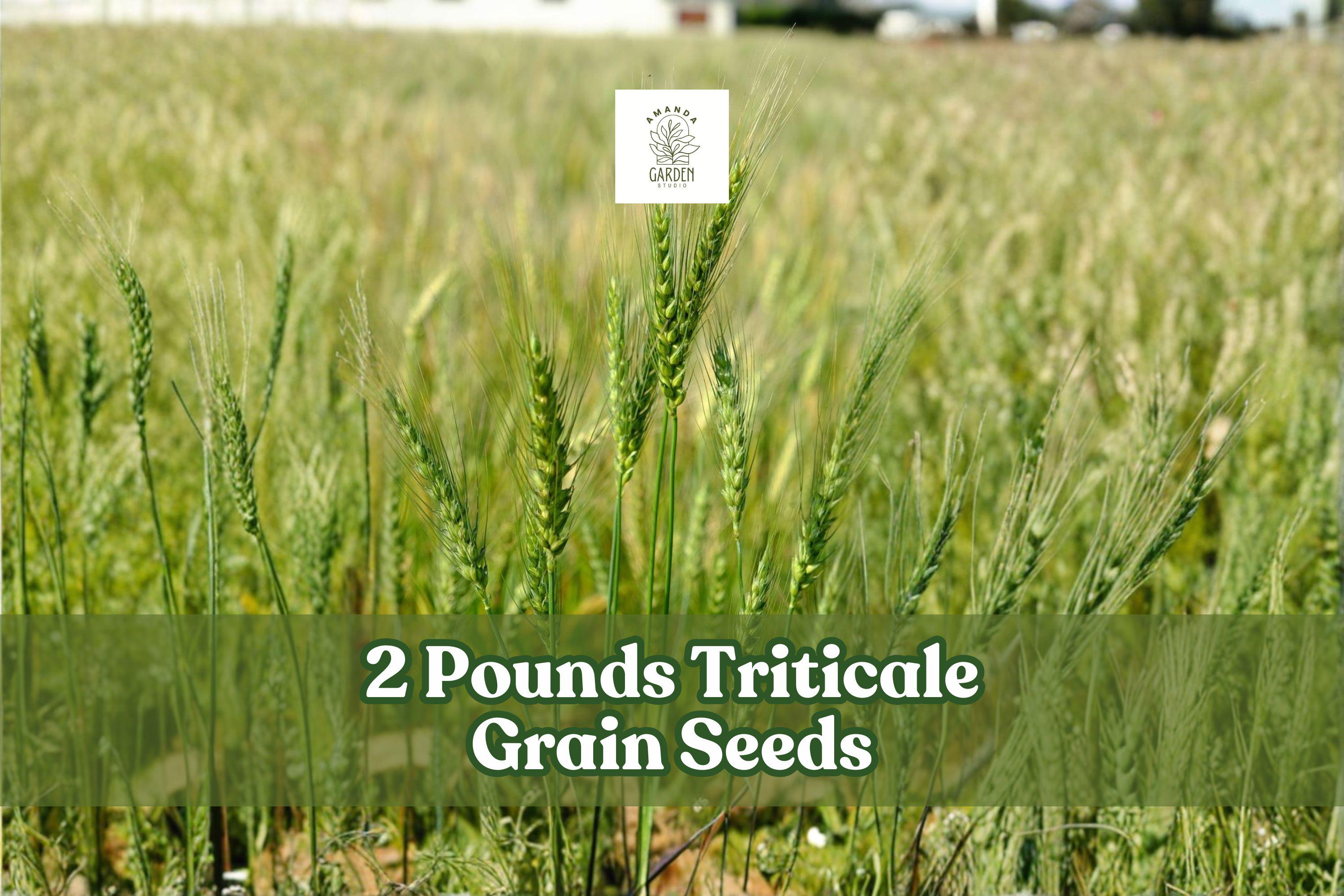 2 Pounds Triticale Grain Seeds for Cover Crops and Garden Planting – × Triticosecale Cereal Grain