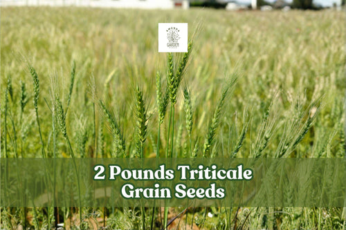 2 Pounds Triticale Grain Seeds for Cover Crops and Garden Planting – × Triticosecale Cereal Grain