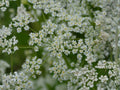 Caraway Herb Seeds – 300 Organic Culinary Seeds for Home Garden, Container, and Bed Planting (Carum carvi)