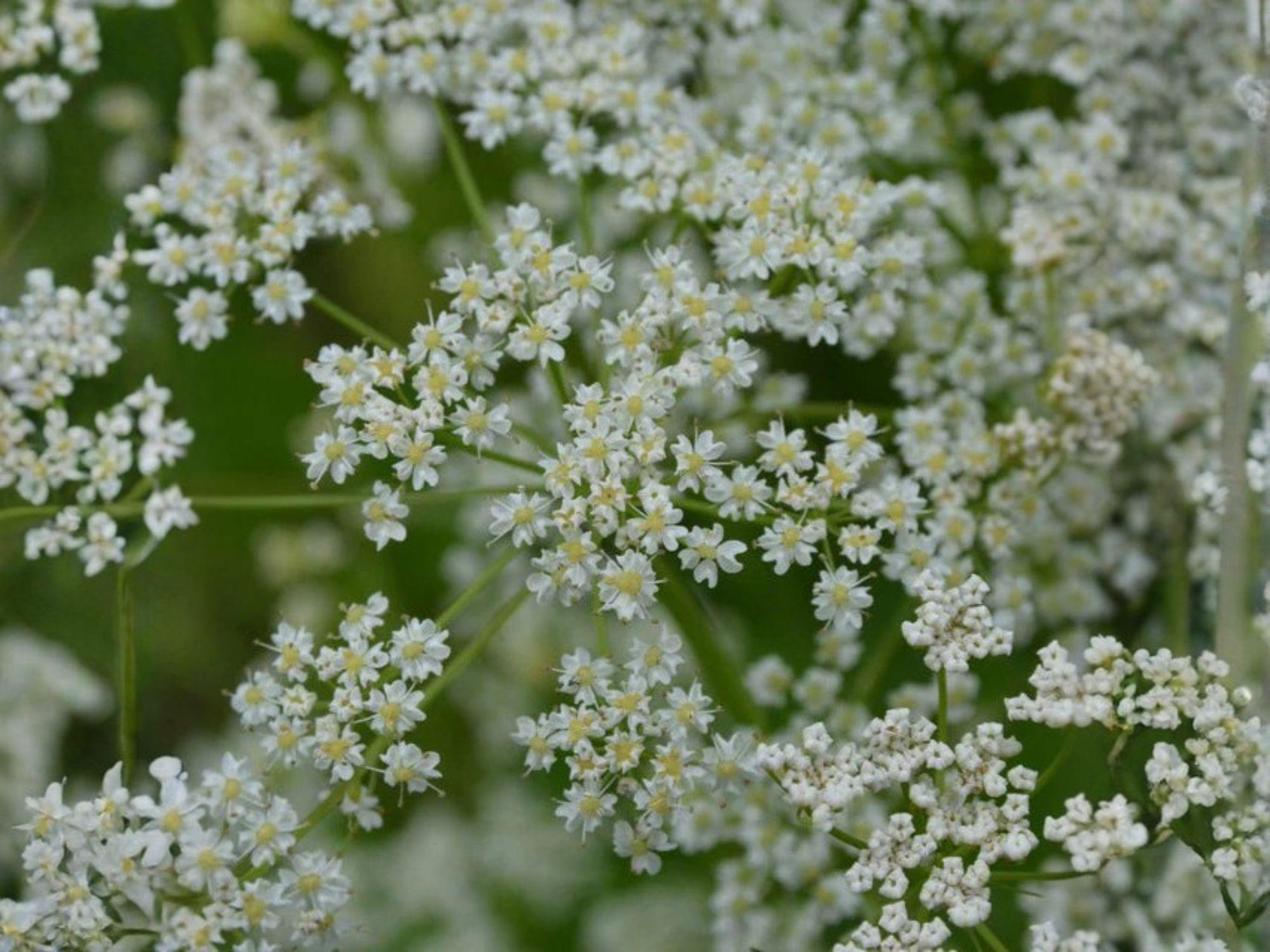 Caraway Herb Seeds – 300 Organic Culinary Seeds for Home Garden, Container, and Bed Planting (Carum carvi)