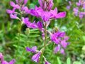 Utah Sweetvetch Seeds – Native Legume for Pollinator Gardens & Dry Soils – Hedysarum boreale – Drought-Tolerant Wildflower Seeds