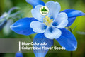 Blue Colorado Columbine Flower Seeds - 100 Premium Aquilegia coerulea Perennial Seeds for Borders, Wildflower Gardens, and Pollinator Attraction