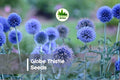 Globe Thistle Seeds 30 Pack Echinops ritro Blue Perennial Drought-Tolerant Pollinator-Friendly