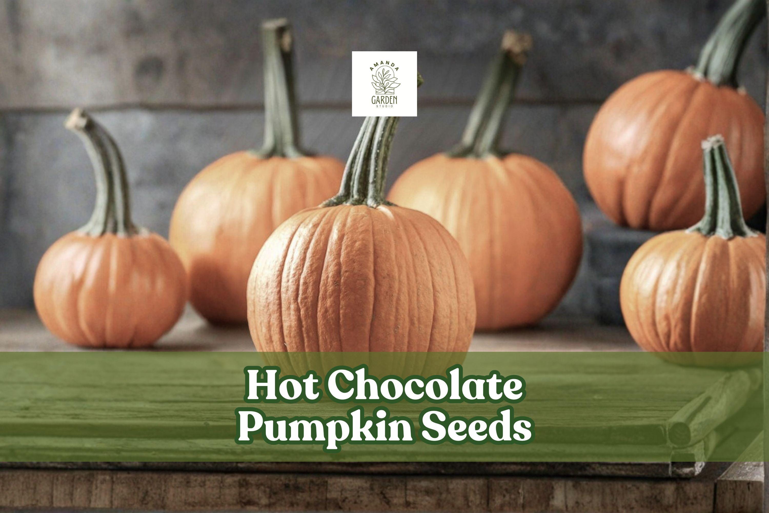 Hot Chocolate Pumpkin Seeds – 10 Pack, Brown Cucurbita pepo Vining Pumpkin for Fall Gardens & Decorative Harvest
