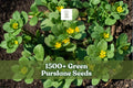 1500+ Green Purslane Seeds | Portulaca oleracea | Low-Growing, Spreading Annual Green Plant for Gardens & Containers