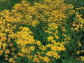 Packera aurea Golden Ragwort Seeds | Native Perennial Wildflower for Shade Gardens & Pollinator Support