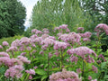 Eutrochium fistulosum Hollow Joe-Pye Weed Seeds | Native Perennial Wildflower for Pollinators | Moist Soil, Full Sun