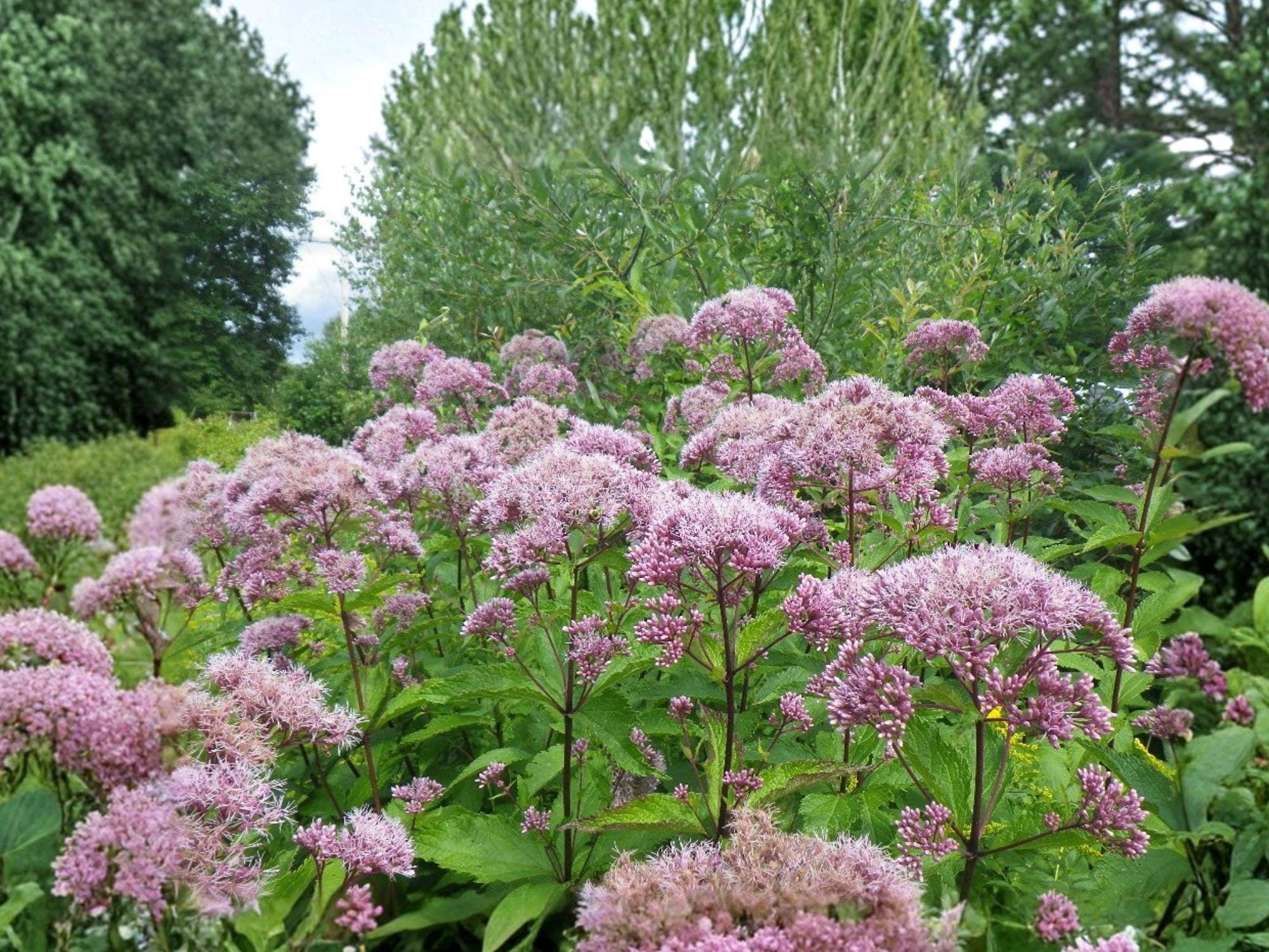 Eutrochium fistulosum Hollow Joe-Pye Weed Seeds | Native Perennial Wildflower for Pollinators | Moist Soil, Full Sun