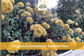 100 Eriogonum umbellatum Seeds | Sulfurflower Wildflower Perennial | Drought Tolerant Native Plant for Rock & Pollinator Gardens