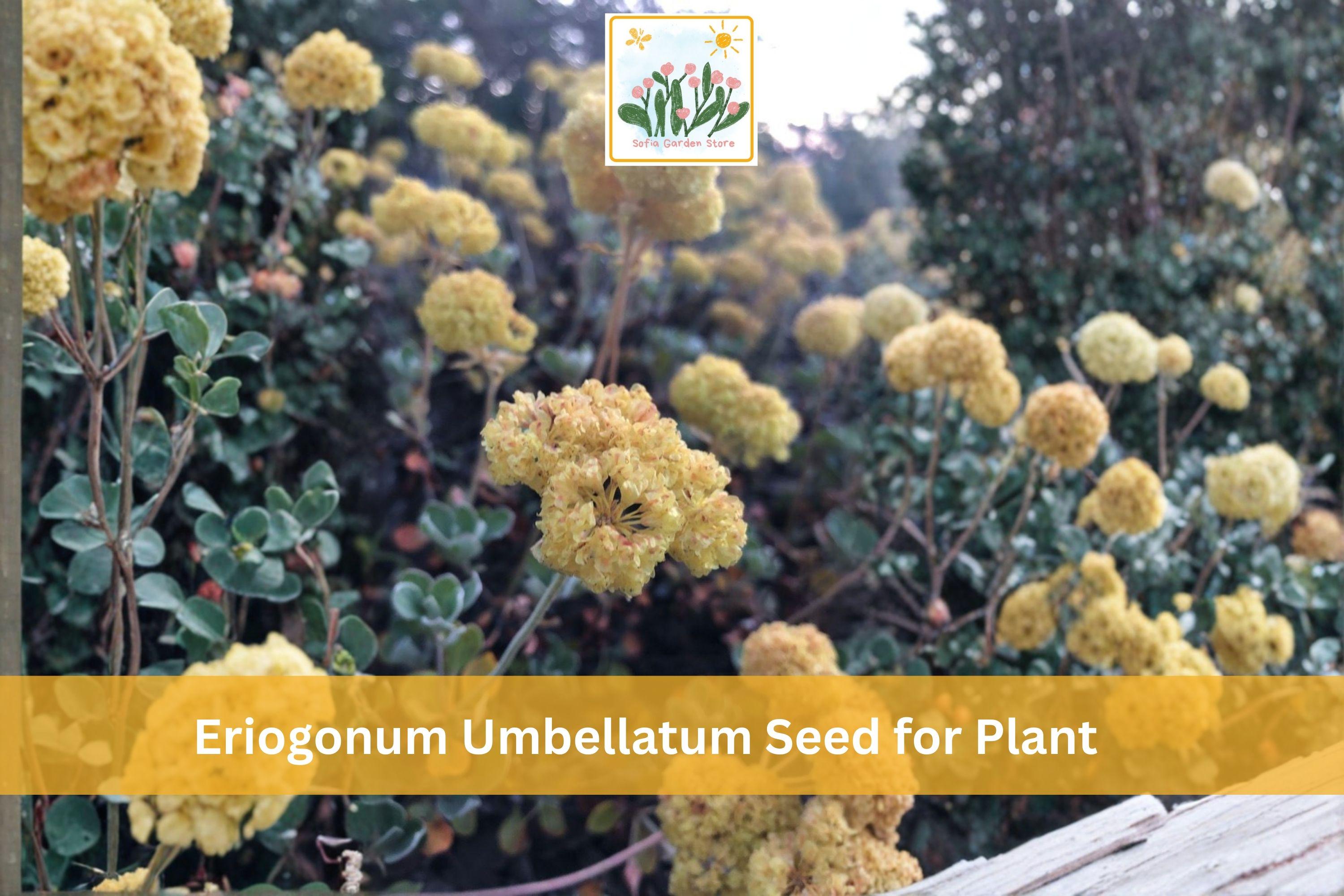 100 Eriogonum umbellatum Seeds | Sulfurflower Wildflower Perennial | Drought Tolerant Native Plant for Rock & Pollinator Gardens