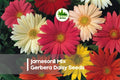 Gerbera Daisy Seeds, JamesonII Mix, Bright Multi-Color, Large Blooms, Pollinator-Friendly, Container & Garden Plant, Gerbera jamesonii