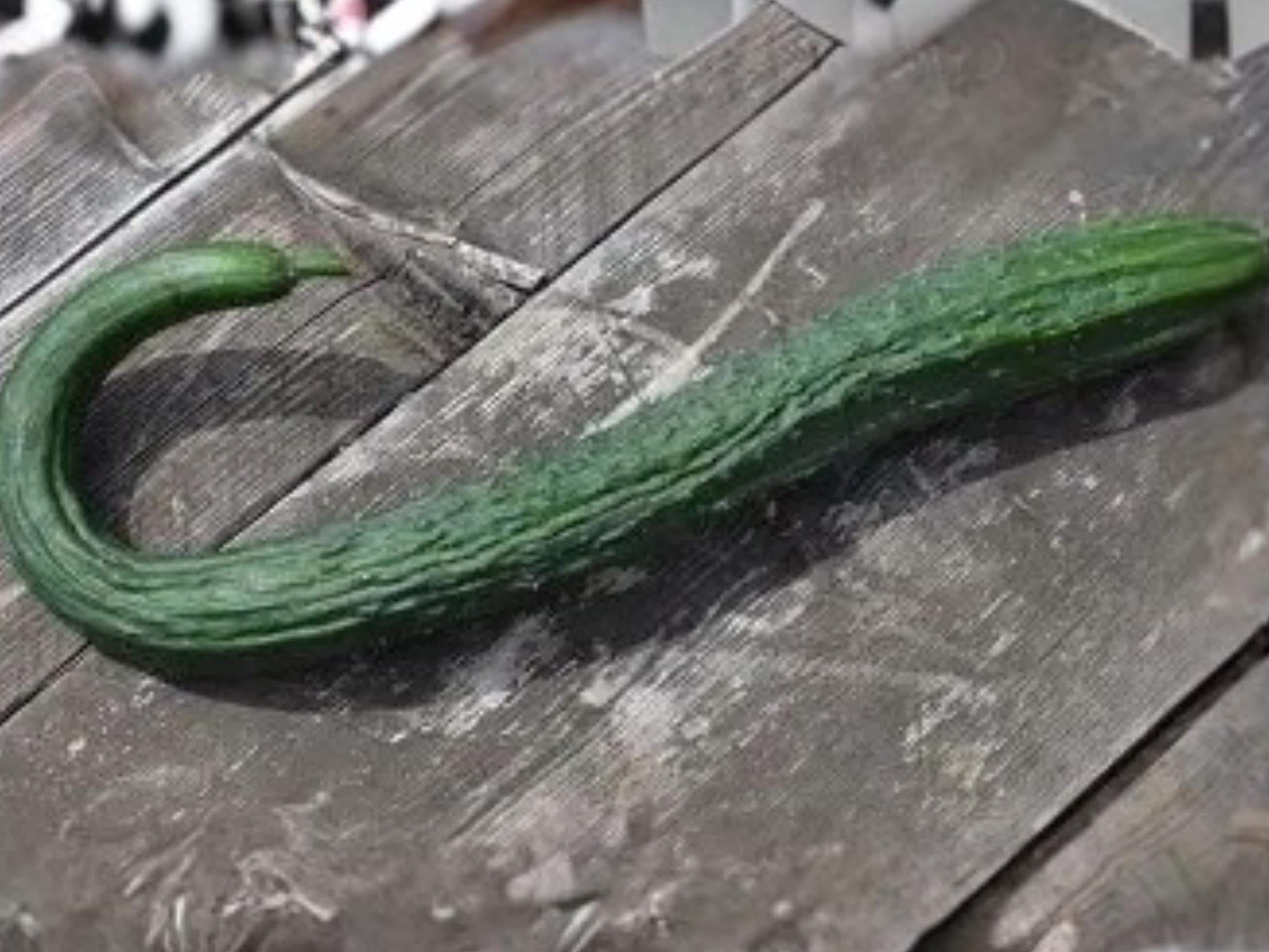 Chinese Snake Cucumber Seeds | Curved Long Asian Vegetable | Mild Crisp Flavor | 10 Seeds