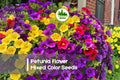 Petunia Seeds - 200+ Mixed Color Flower Seeds for Containers, Baskets & Borders - Petunia hybrida