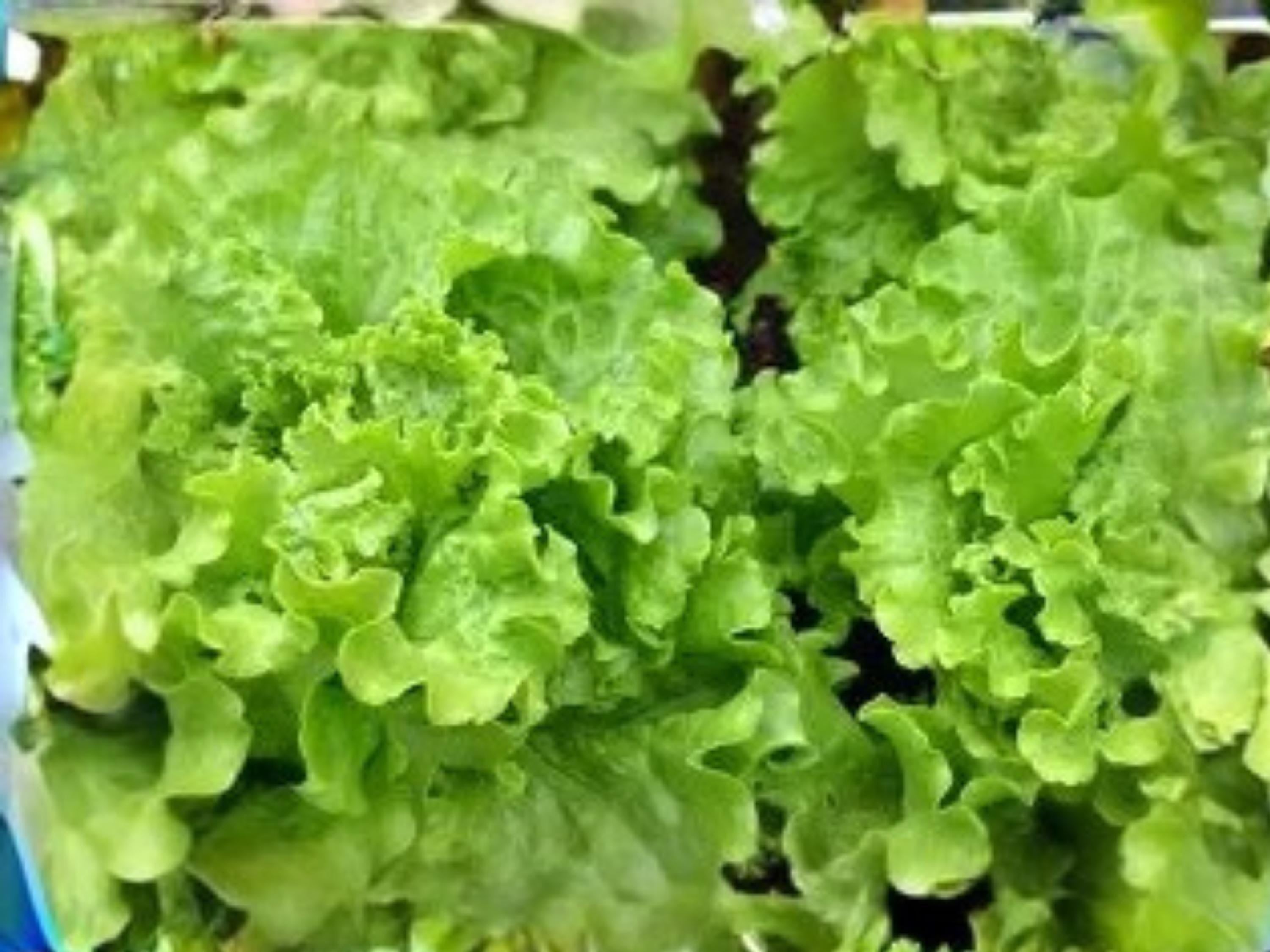 Broadleaf Batavian Endive Seeds, Escarole Salad Green, Heirloom Vegetable, Cool-Season Leafy Green, 1000 Seeds