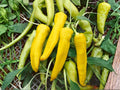 Hungarian Yellow Wax Pepper Seeds – Heirloom Chili, Early Harvest, Medium Hot, Tapered Yellow Fruits, 25 Seeds