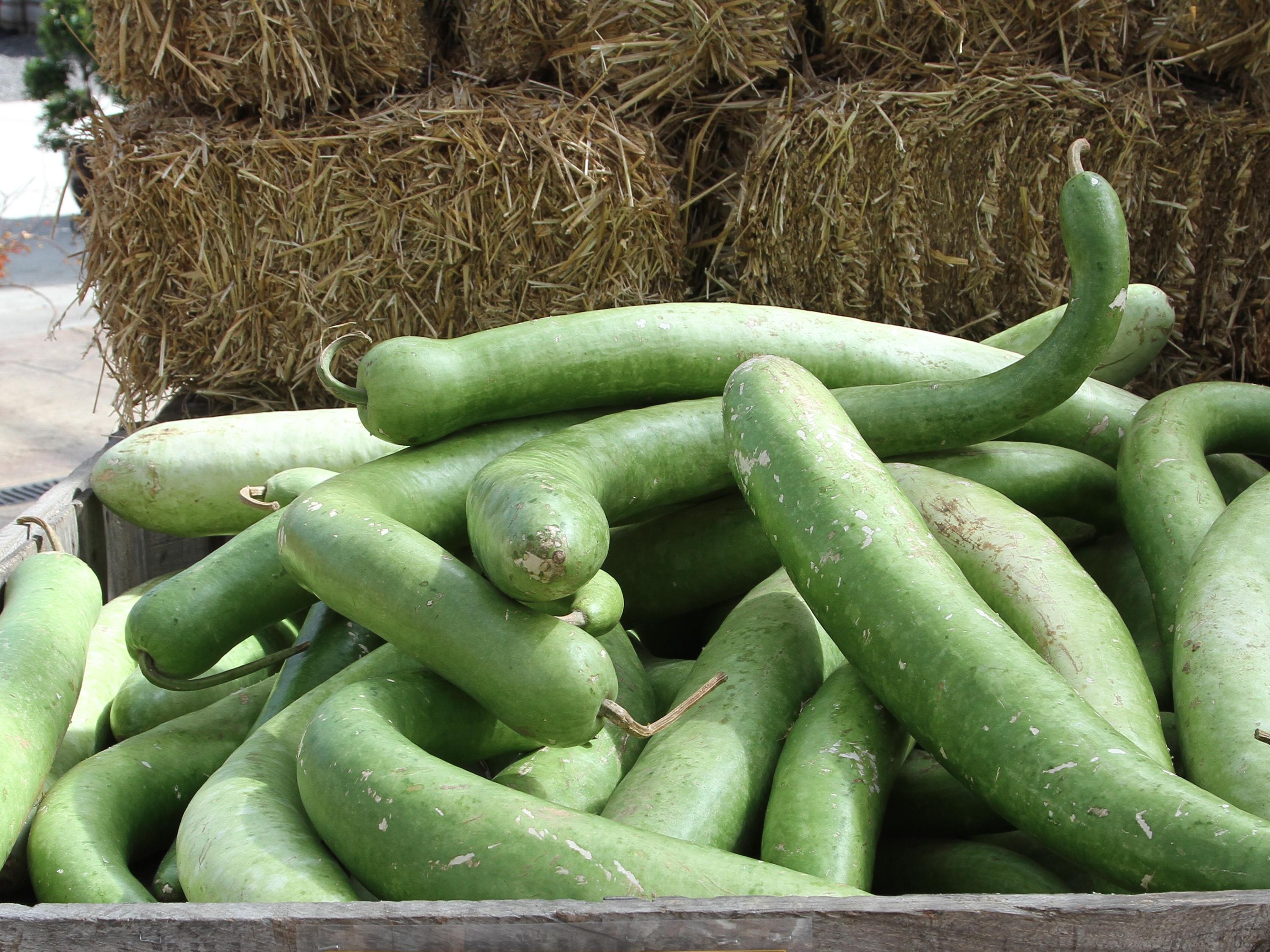 Snake Gourd Seeds - Long Curved Edible Asian Vegetable - Lagenaria siceraria - 10 Seeds
