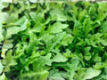 Arugula Seeds | 500 Pack | Peppery Rocket Salad Herb | Fast-Growing Annual Leafy Green