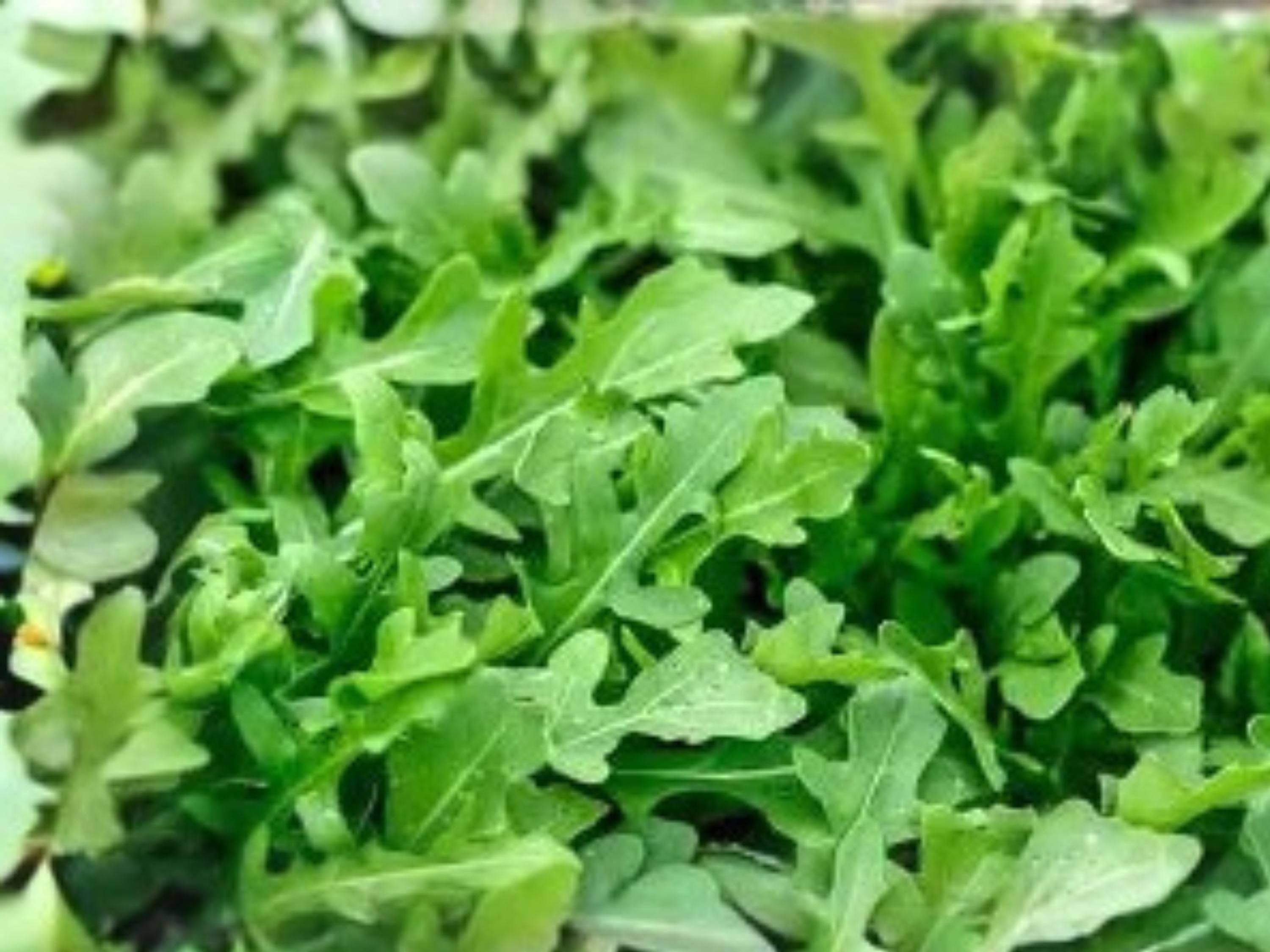 Arugula Seeds | 500 Pack | Peppery Rocket Salad Herb | Fast-Growing Annual Leafy Green