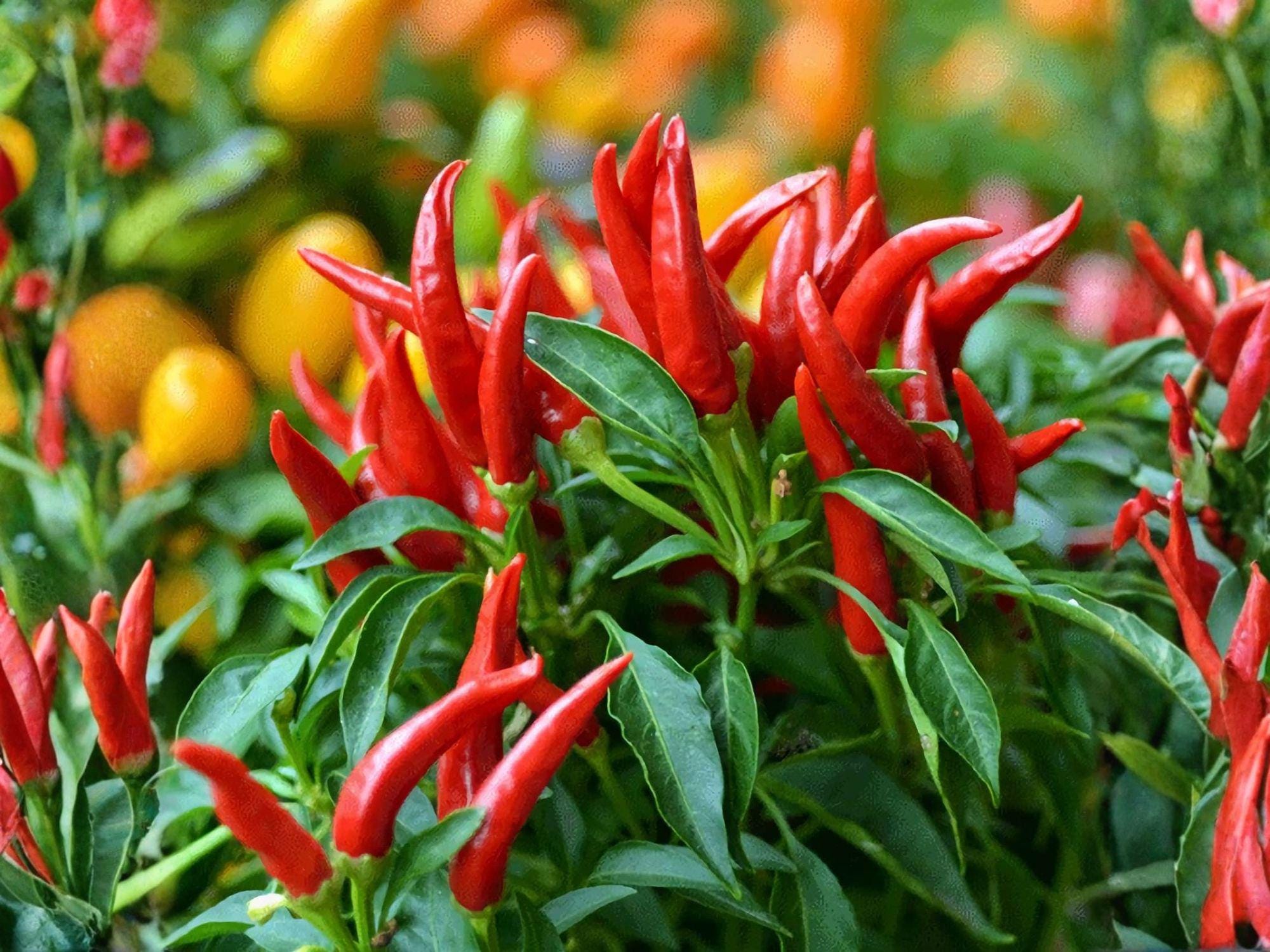 Thai Capsicum frutescens Hot Pepper Seeds – 25 Seeds, Asian Chili, Extra Hot, Small Upright Pods, Heirloom, Culinary Spice