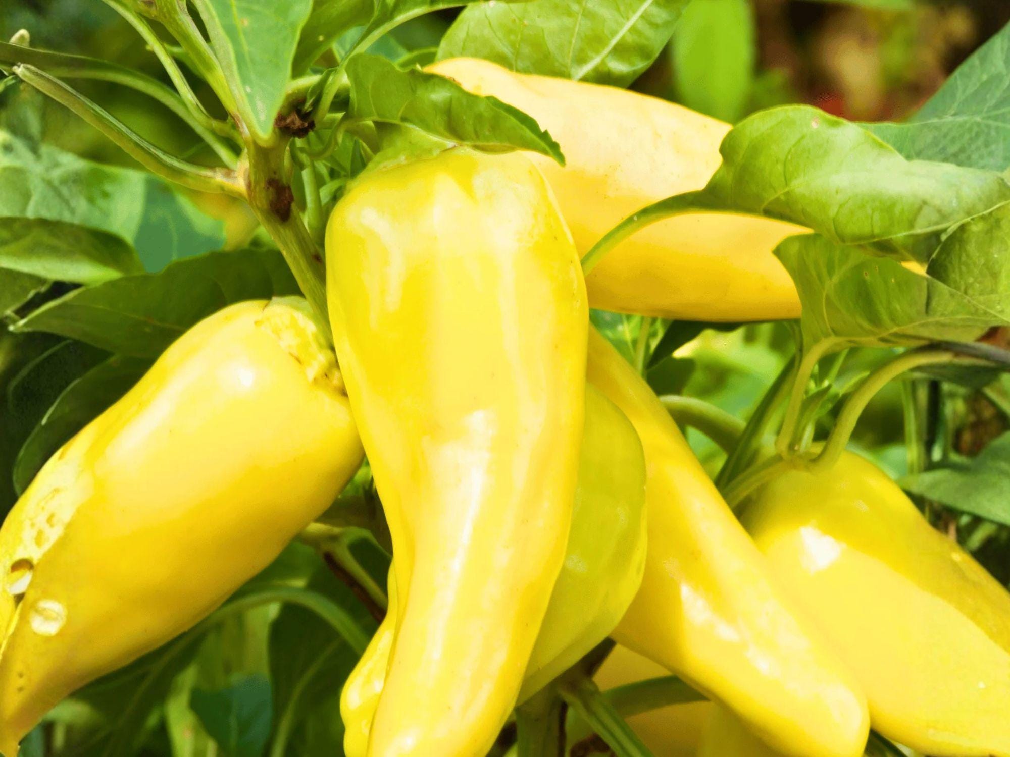 Sweet Banana Pepper Seeds - Heirloom Mild Yellow Vegetable, 25 Seeds, Tapered, Bright Yellow, Fresh Eating & Pickling