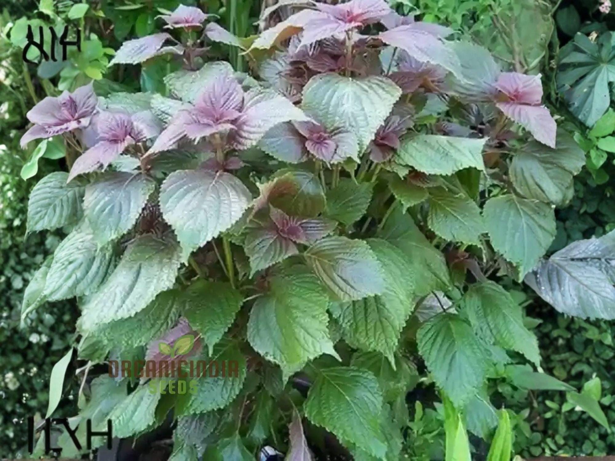 Korean Red Perilla Seeds – Jeok Ssam Ip Shiso Herb, 500 Seeds for Korean Cuisine, Culinary Herb, Ornamental Foliage