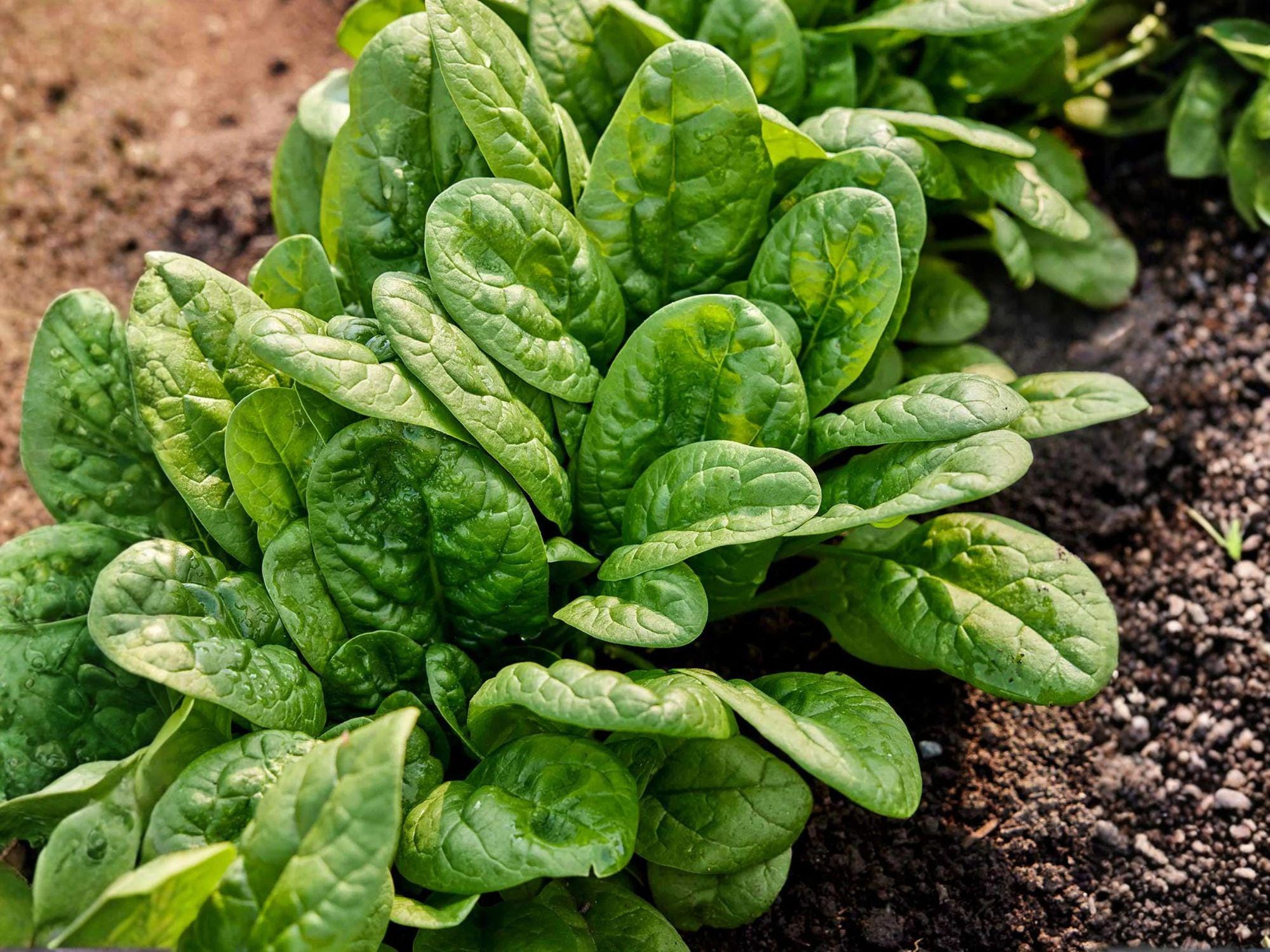 Bloomsdale Spinach Seeds – Heirloom Savoy, Slow Bolting, 100 Seeds for Salad, Cooking & Harvest