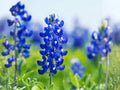Lupinus texensis Seeds – Texas Bluebonnet Wildflower, Heirloom, Non-GMO, Pollinator-Friendly, Garden Planting, Spring Blooms