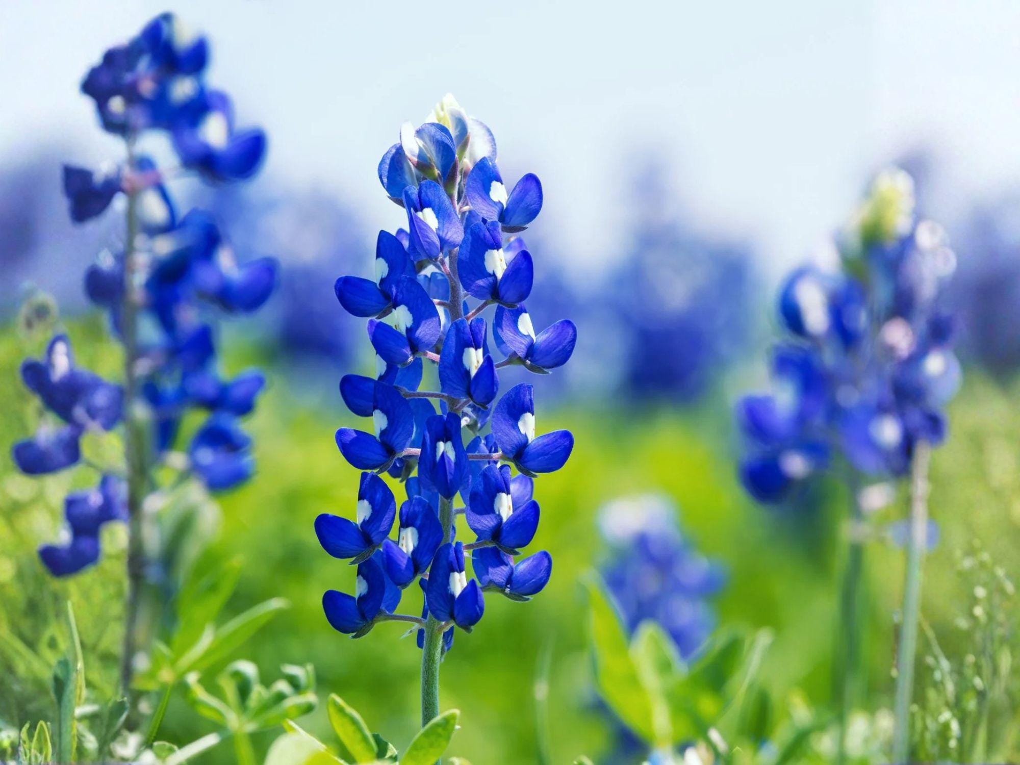 Lupinus texensis Seeds – Texas Bluebonnet Wildflower, Heirloom, Non-GMO, Pollinator-Friendly, Garden Planting, Spring Blooms