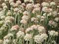 Antennaria neglecta Prairie Pussytoes Seeds – Native Perennial Groundcover for Pollinators, Drought Tolerant, Full Sun, 100 Seeds