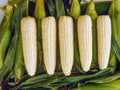 Sweet Corn Hybrid Seeds – Silver Queen Variety, 50 Seeds for Home Garden Planting