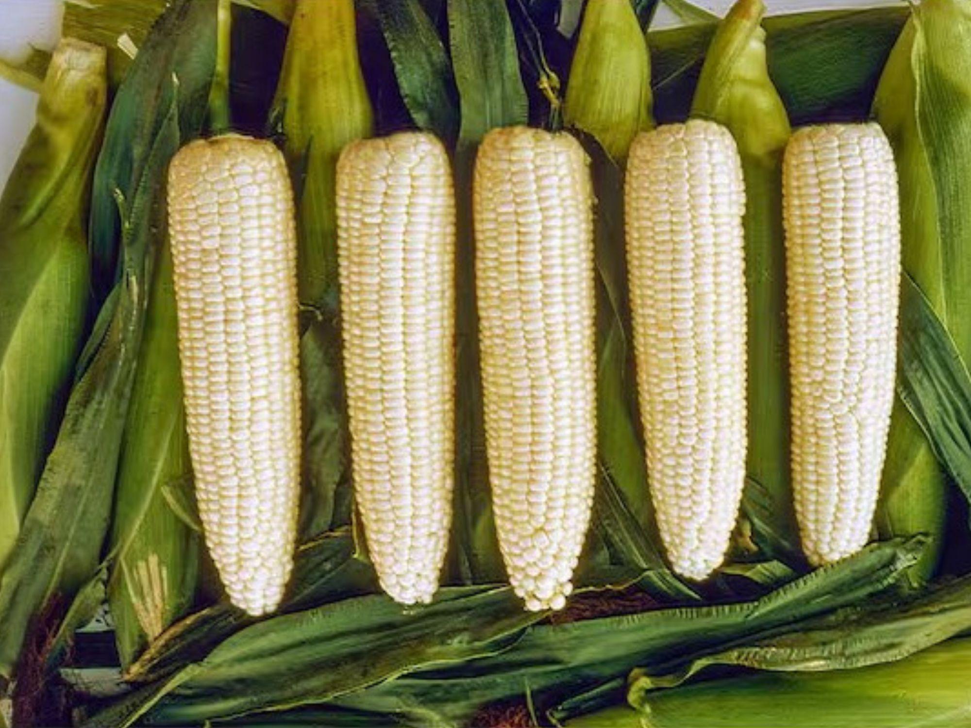 Sweet Corn Hybrid Seeds – Silver Queen Variety, 50 Seeds for Home Garden Planting