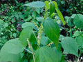 Boehmeria cylindrica Smallspike False Nettle Seeds | Native Perennial Wetland Plant for Moist Soil & Wildlife Habitat
